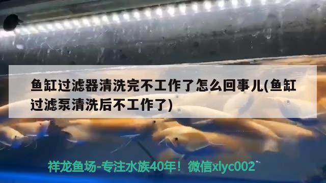 魚缸過濾器清洗完不工作了怎么回事兒(魚缸過濾泵清洗后不工作了)