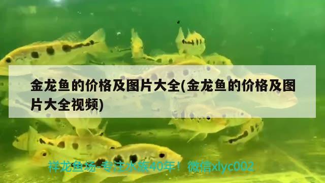 金龍魚的價格及圖片大全(金龍魚的價格及圖片大全視頻) 飛鳳魚苗