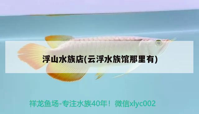 浮山水族店(云浮水族館那里有) 銀河星鉆魚