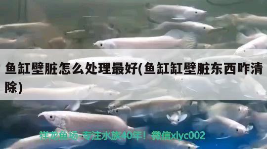 魚缸壁臟怎么處理最好(魚缸缸壁臟東西咋清除) 蘇虎