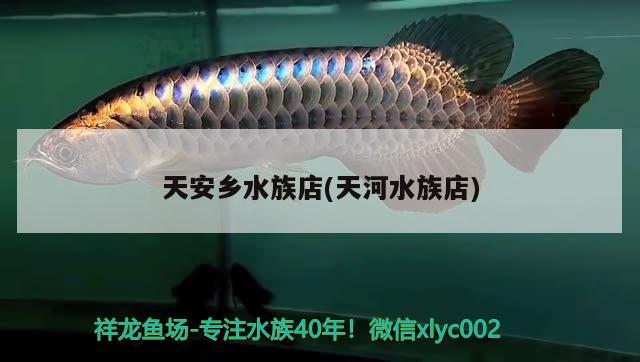 天安鄉(xiāng)水族店(天河水族店) 龍鳳鯉魚 第1張