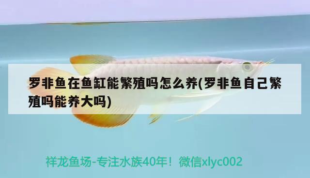 羅非魚在魚缸能繁殖嗎怎么養(yǎng)(羅非魚自己繁殖嗎能養(yǎng)大嗎)