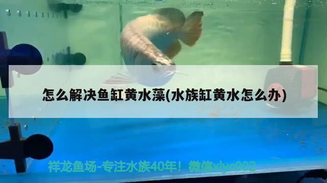 怎么解決魚(yú)缸黃水藻(水族缸黃水怎么辦)