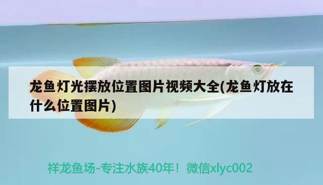 龍魚燈光擺放位置圖片視頻大全(龍魚燈放在什么位置圖片) 巨骨舌魚