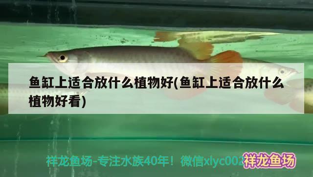 魚缸上適合放什么植物好(魚缸上適合放什么植物好看) 藍底過背金龍魚