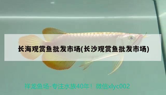 長海觀賞魚批發(fā)市場(長沙觀賞魚批發(fā)市場) 觀賞魚批發(fā)