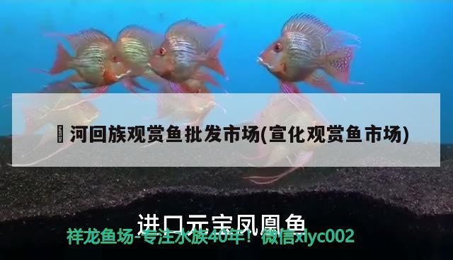 瀍河回族觀賞魚批發(fā)市場(宣化觀賞魚市場) 觀賞魚批發(fā)