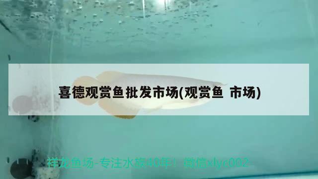 喜德觀賞魚批發(fā)市場(chǎng)(觀賞魚市場(chǎng)) 觀賞魚批發(fā)