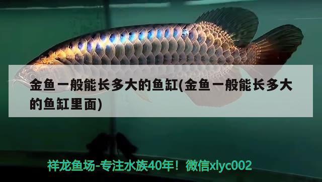 金魚一般能長多大的魚缸(金魚一般能長多大的魚缸里面) 黑桃A魚