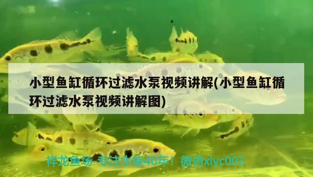 小型魚(yú)缸循環(huán)過(guò)濾水泵視頻講解(小型魚(yú)缸循環(huán)過(guò)濾水泵視頻講解圖) 短身紅龍魚(yú)