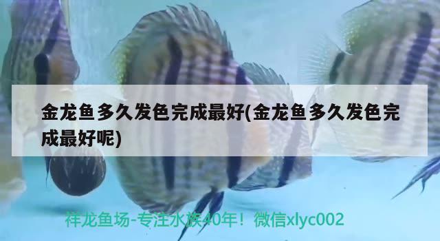 金龍魚多久發(fā)色完成最好(金龍魚多久發(fā)色完成最好呢) 埃及神仙魚