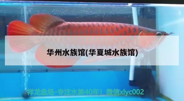 華州水族館(華夏城水族館) 純血皇冠黑白魟魚