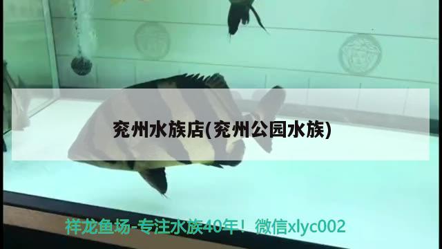 兗州水族店(兗州公園水族) 金頭過(guò)背金龍魚