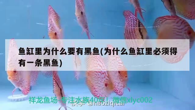 魚(yú)缸里為什么要有黑魚(yú)(為什么魚(yú)缸里必須得有一條黑魚(yú))