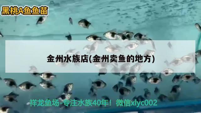 金州水族店(金州賣(mài)魚(yú)的地方) 白子金龍魚(yú)