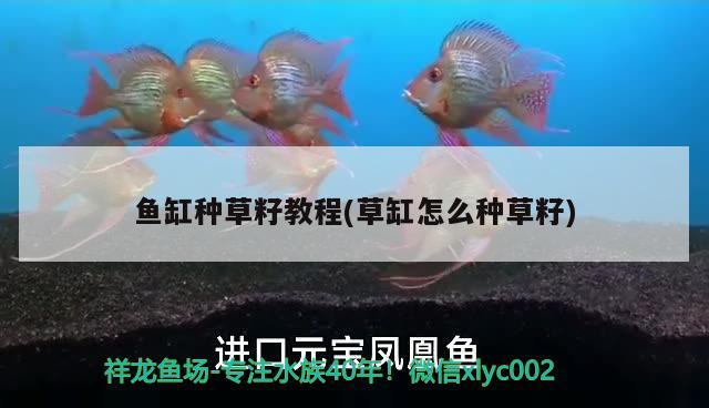 魚缸種草籽教程(草缸怎么種草籽) 沖氧泵