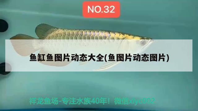 魚缸魚圖片動態(tài)大全(魚圖片動態(tài)圖片) 其他益生菌