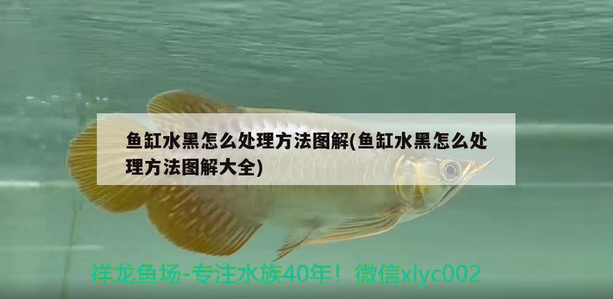 魚缸水黑怎么處理方法圖解(魚缸水黑怎么處理方法圖解大全) 過背金龍魚