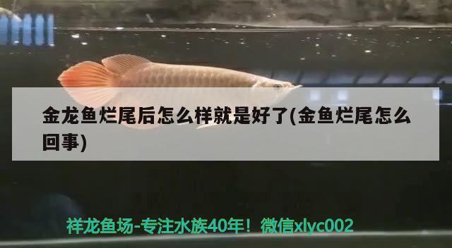 金龍魚爛尾后怎么樣就是好了(金魚爛尾怎么回事) 超血紅龍魚