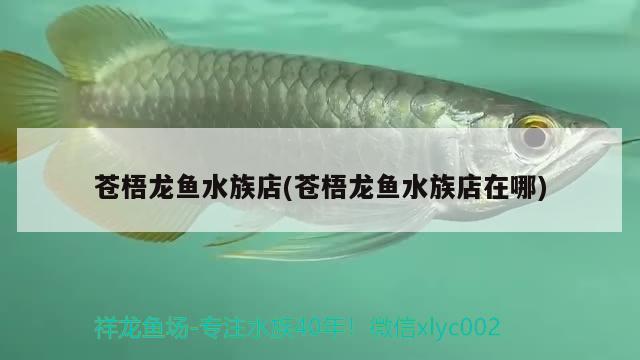 蒼梧龍魚(yú)水族店(蒼梧龍魚(yú)水族店在哪) 名貴錦鯉魚(yú)