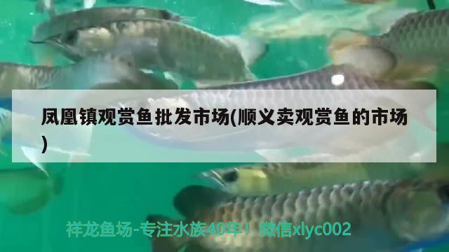 鳳凰鎮(zhèn)觀賞魚(yú)批發(fā)市場(chǎng)(順義賣觀賞魚(yú)的市場(chǎng)) 觀賞魚(yú)批發(fā)