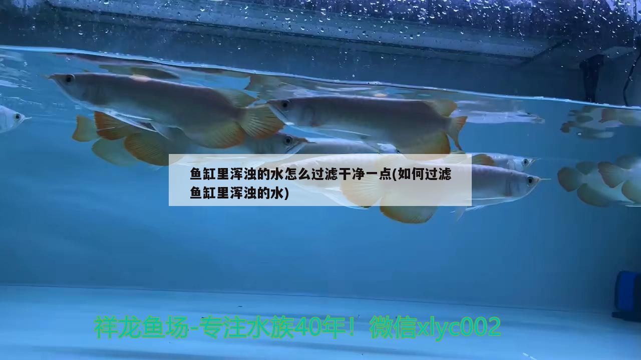 魚(yú)缸里渾濁的水怎么過(guò)濾干凈一點(diǎn)(如何過(guò)濾魚(yú)缸里渾濁的水) 戰(zhàn)車紅龍魚(yú)