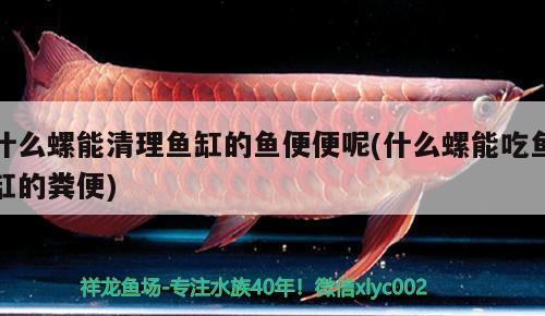 什么螺能清理魚缸的魚便便呢(什么螺能吃魚缸的糞便)