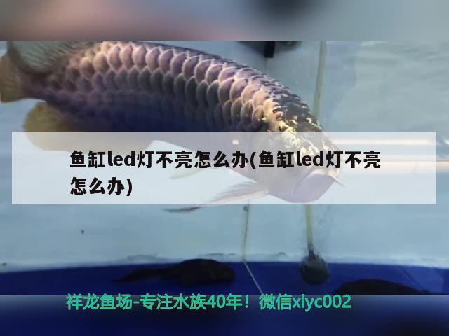 魚缸led燈不亮怎么辦(魚缸led燈不亮怎么辦) 狗頭魚