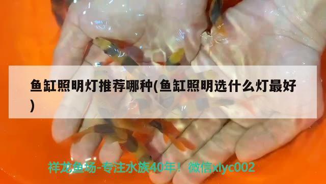 魚(yú)缸照明燈推薦哪種(魚(yú)缸照明選什么燈最好)