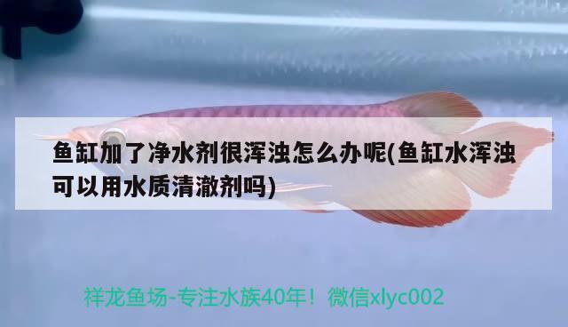 魚缸加了凈水劑很渾濁怎么辦呢(魚缸水渾濁可以用水質(zhì)清澈劑嗎) 大嘴鯨魚 第2張