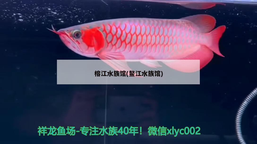 榕江水族館(鰲江水族館) B級過背金龍魚