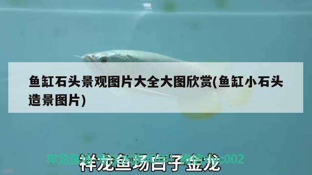 魚缸石頭景觀圖片大全大圖欣賞(魚缸小石頭造景圖片) 申古銀版魚