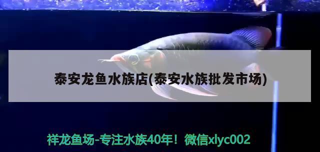 泰安龍魚水族店(泰安水族批發(fā)市場(chǎng)) 觀賞魚水族批發(fā)市場(chǎng)