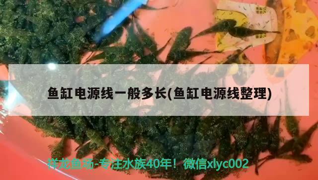 魚缸電源線一般多長(魚缸電源線整理) 大白鯊魚