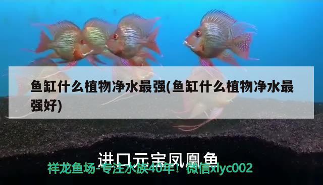 魚缸什么植物凈水最強(qiáng)(魚缸什么植物凈水最強(qiáng)好) 圖騰金龍魚