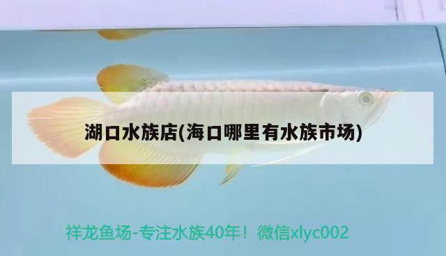 湖口水族店(海口哪里有水族市場(chǎng)) 虎魚魚苗