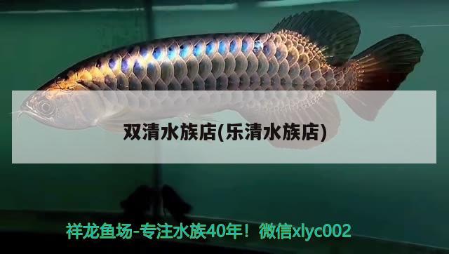 雙清水族店(樂清水族店) 財神鸚鵡魚