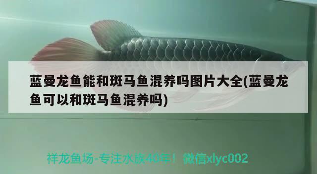 藍(lán)曼龍魚(yú)能和斑馬魚(yú)混養(yǎng)嗎圖片大全(藍(lán)曼龍魚(yú)可以和斑馬魚(yú)混養(yǎng)嗎) 大白鯊魚(yú)