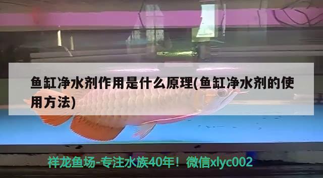 魚缸凈水劑作用是什么原理(魚缸凈水劑的使用方法) 金三間魚