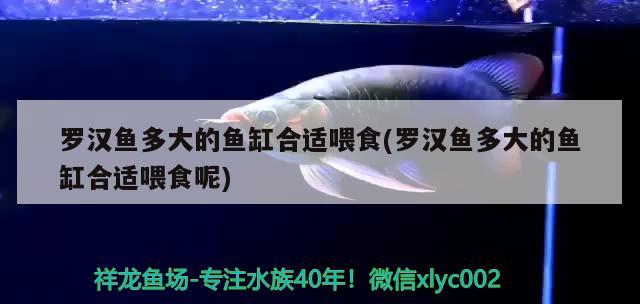 羅漢魚(yú)多大的魚(yú)缸合適喂食(羅漢魚(yú)多大的魚(yú)缸合適喂食呢) 羅漢魚(yú)