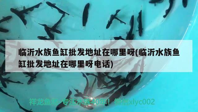 臨沂水族魚缸批發(fā)地址在哪里呀(臨沂水族魚缸批發(fā)地址在哪里呀電話) 帝王血鉆魚