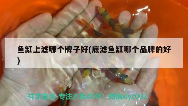 魚缸上濾哪個牌子好(底濾魚缸哪個品牌的好) 孵化器