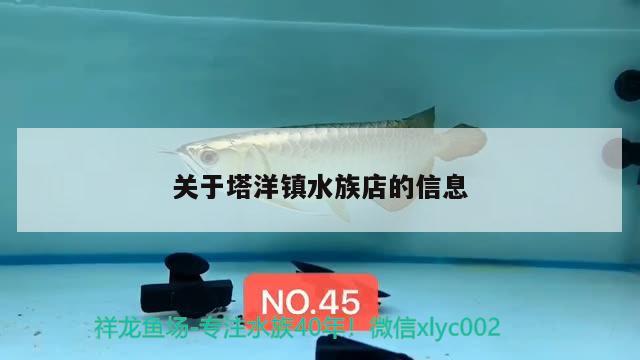 關(guān)于塔洋鎮(zhèn)水族店的信息 薩伊藍(lán)魚