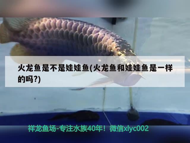 火龍魚是不是娃娃魚(火龍魚和娃娃魚是一樣的嗎?) 野彩魚