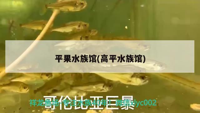 平果水族館(高平水族館) 委內(nèi)瑞拉奧里諾三間魚