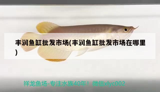 豐潤魚缸批發(fā)市場(豐潤魚缸批發(fā)市場在哪里) 藍(lán)底過背金龍魚