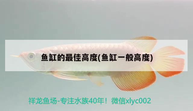 魚缸的最佳高度(魚缸一般高度) 圣菲埃及魚