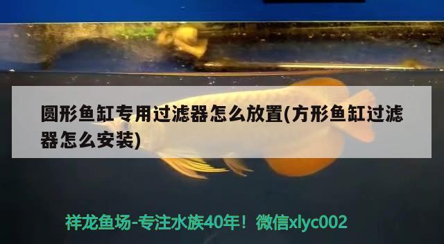 圓形魚缸專用過濾器怎么放置(方形魚缸過濾器怎么安裝)