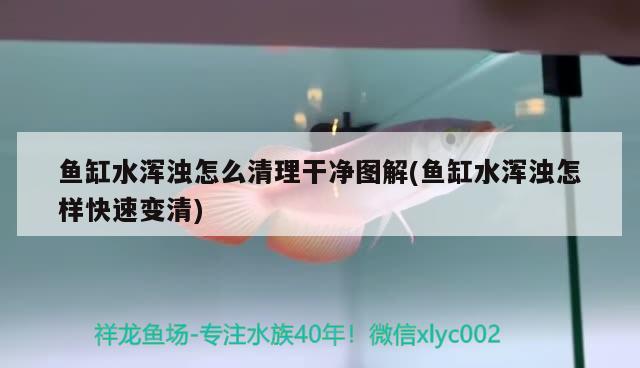 魚缸水渾濁怎么清理干凈圖解(魚缸水渾濁怎樣快速變清) 球鯊魚