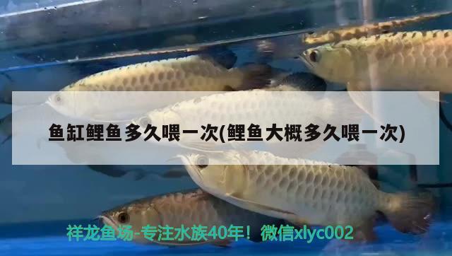 魚缸鯉魚多久喂一次(鯉魚大概多久喂一次) 蘇虎